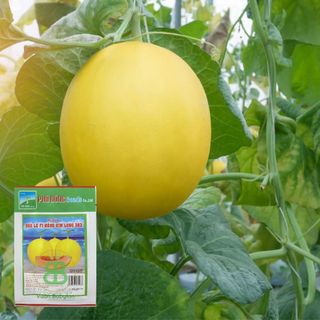 Hạt Giống Dưa lê F1 VUONBABYLON, Dễ Nảy Mầm Hồng Kim Long 383 Phú Nông - Gói 10 Hạt