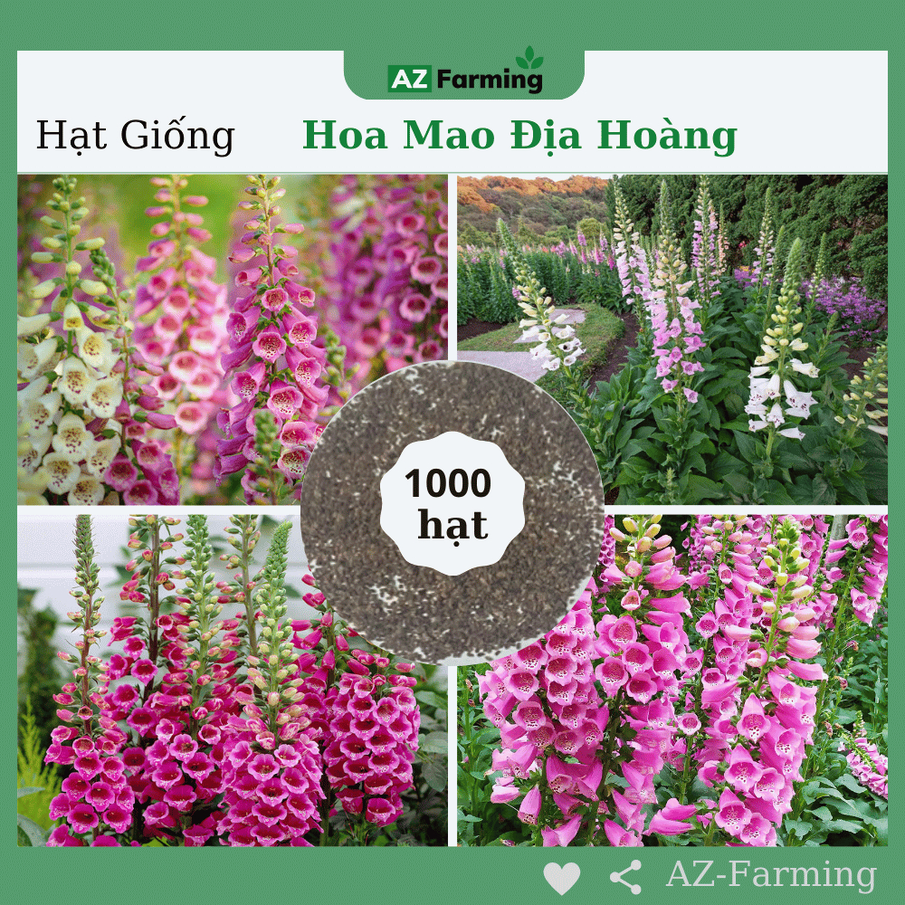 Hạt Giống Mao Địa Hoàng - Gói 1000 Hạt - AZ Farming