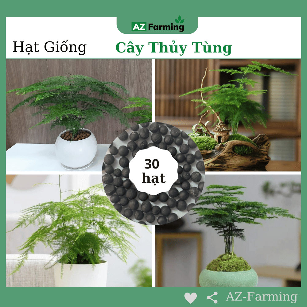 Hạt Giống Cây Thủy Tùng - Gói 30 Hạt - AZ Farming