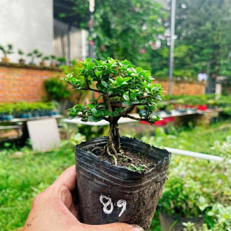 Cây sam hương mini dáng thiên nhiên