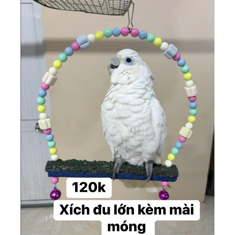 Xích đu cho vẹt .
