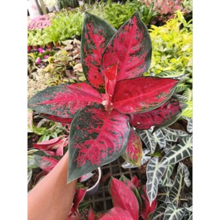 Cây vạn lộc đỏ - cây giống mới