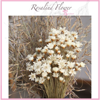 hoa khô Glixia 300 cành ❤️ VIDEO ẢNH THẬT❤️ hoa tuyết nhiệt đới deco siêu xinh