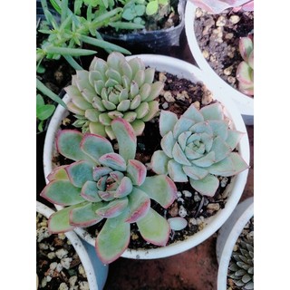 🎆🎆🎆combo 5 cây mix 5 loại sen đá.