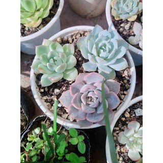 🎆🎆🎆combo 5 cây mix 5 loại sen đá.