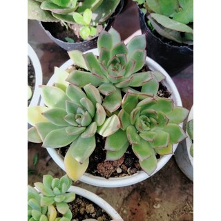 🎆🎆🎆combo 5 cây mix 5 loại sen đá.