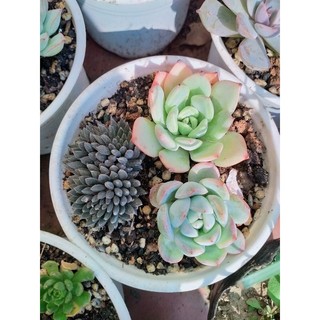 🎆🎆🎆combo 5 cây mix 5 loại sen đá.