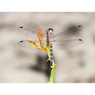 Máy ảnh Canon SX60 HS cũ khá | Hoàng Tô Camera