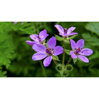 Máy ảnh Canon SX60 HS cũ khá | Hoàng Tô Camera