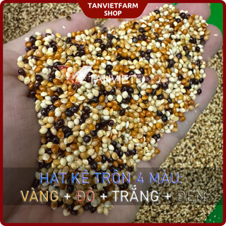  Hạt Kê 4 màu | Hạt Cỏ Thái 4 màu | Thức Ăn cho chim cảnh vẹt yến phụng.... 