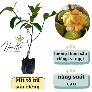  Cây giống Mít tố nữ hương sầu riêng 