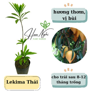 Cây giống Lêkima Thái, cây trứng gà