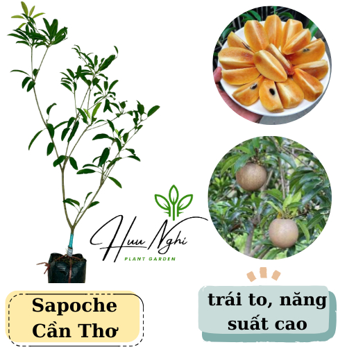 Cây giống Sapoche Cần Thơ (sapo trứng ngỗng)