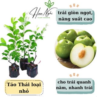 [combo 3 cây giống] Táo thái siêu trái loại bịch nhỏ, cho trái sau 3 tháng trồng