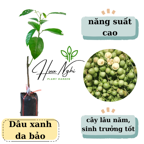 Cây giống Dâu xanh da bảo, cây dâu xanh