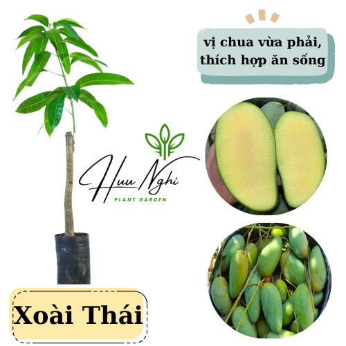 Cây giống Xoài Thái, xoài thái, năng suất cao