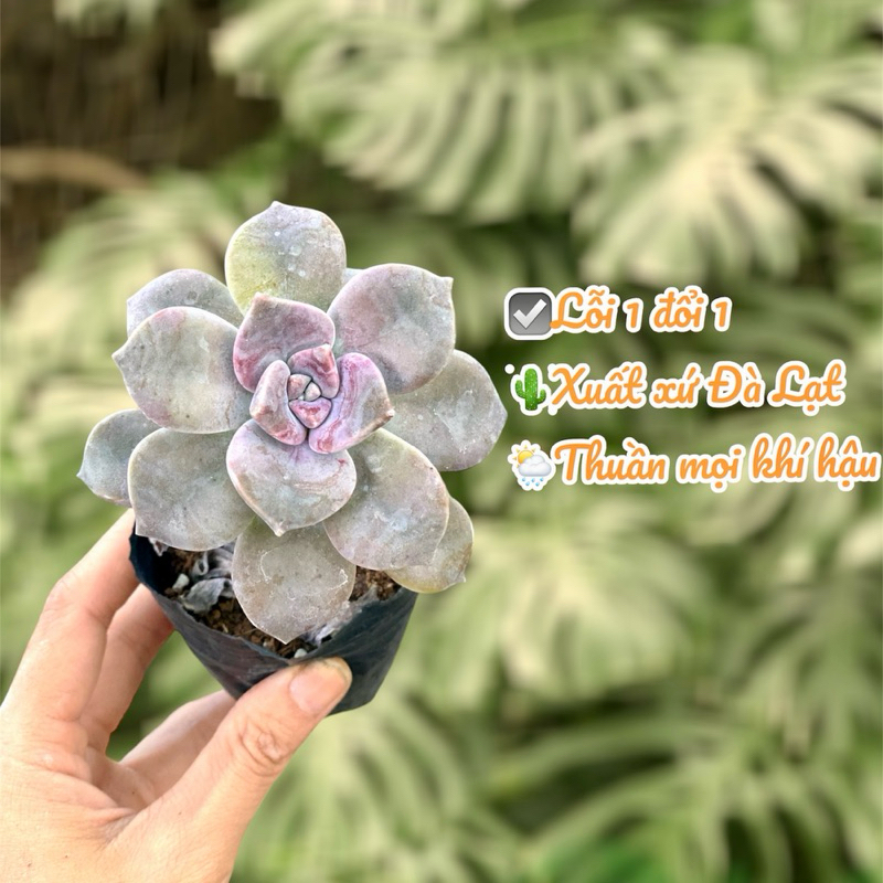 Sen đá Hồng Mập Size Bầu 5cm  cây cảnh trang trí SENDABL