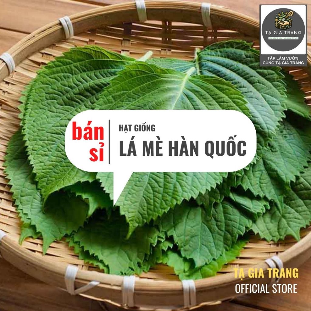 [Bán Sỉ] - Hạt Giống Lá Mè Hàn Quốc (Rau Thơm Mè Sesame)