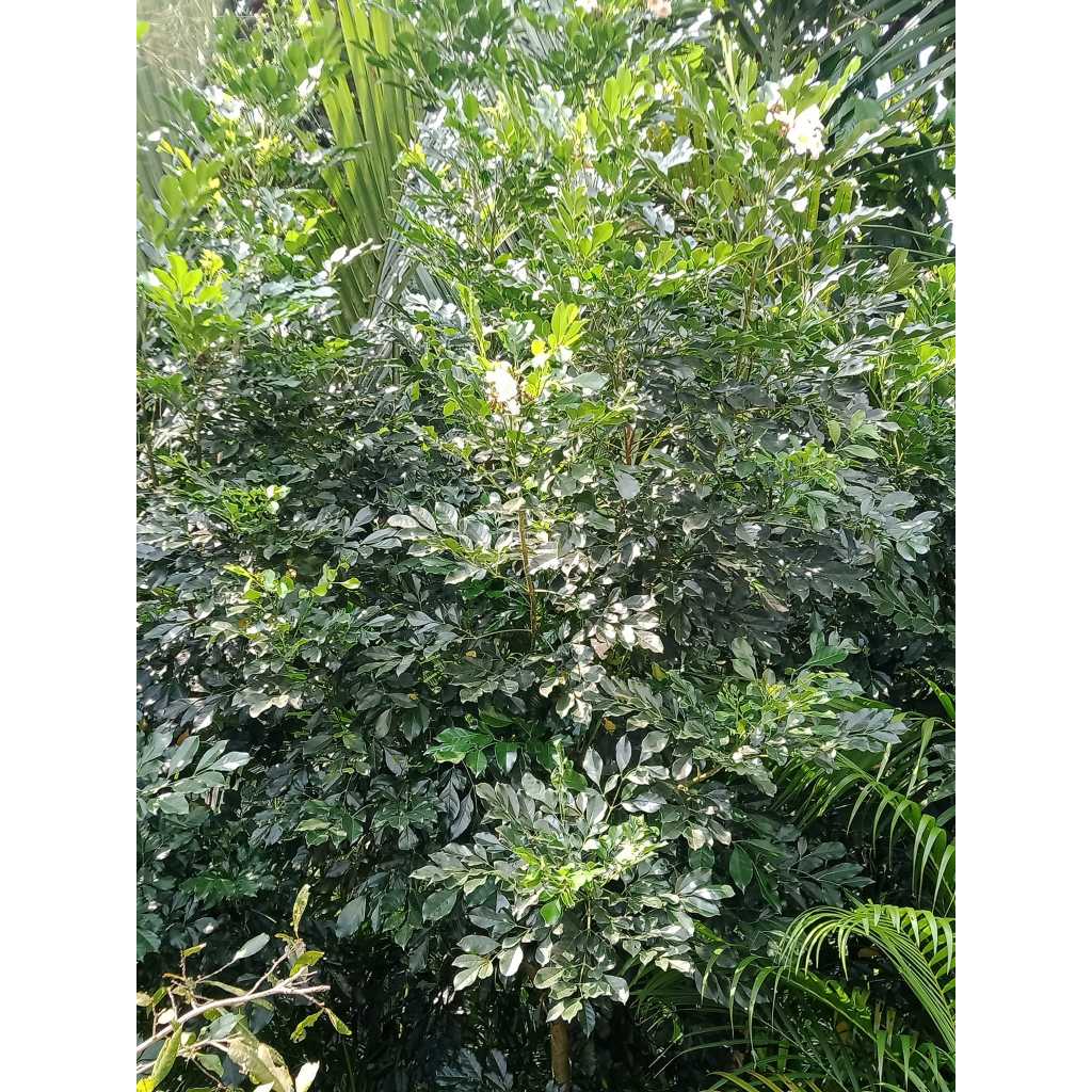 Cây nguyệt quế - Giá Tốt, Miễn Phí Vận Chuyển