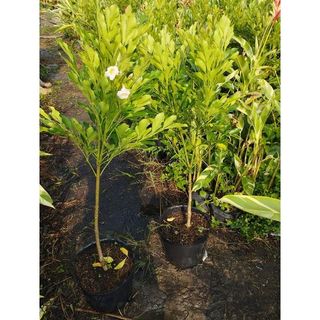 Cây nguyệt quế - Giá Tốt, Miễn Phí Vận Chuyển