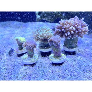 Giá thể cho san hô phát triển - Seachem Coral Plugs