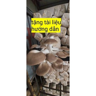  combo 3 phôi nấm bào ngư xám 