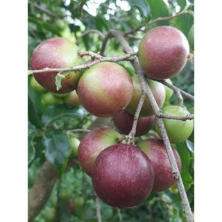 CÂY GIỐNG MẬN QUÂN(BỒ QUÂN)