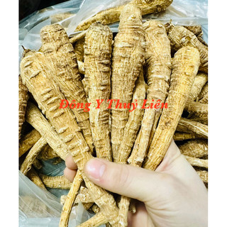Bạch Chỉ Nguyên Củ [1kg]