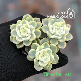 Sen đá mini vip ( vĩ )
