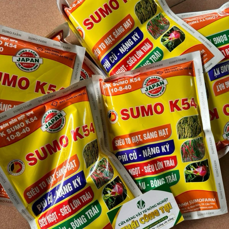 Sumo K54 vô gạo, to hạt, sáng hạt, lớn trái