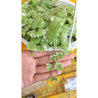 Cây RAU MÁ CẨM THẠCH