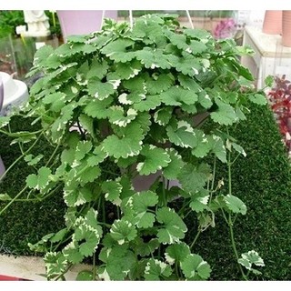 Cây RAU MÁ CẨM THẠCH