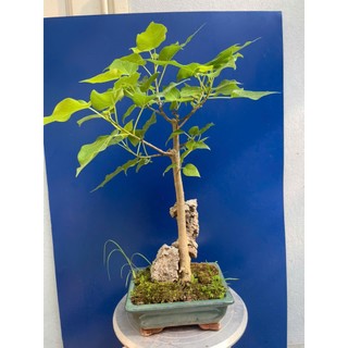 cây bồ đề bonsai thuần chậu