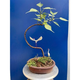 cây bồ đề bonsai thuần chậu
