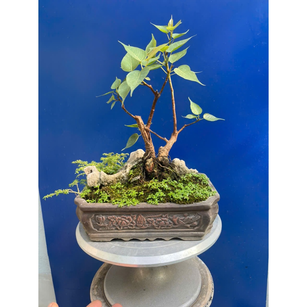 cây bồ đề bonsai thuần chậu