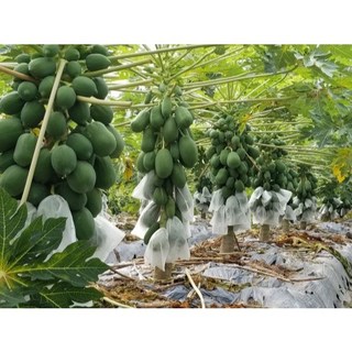 Hạt giống đu đủ lùn mỹ trái ngọt, sai trái, gieo trồng quanh năm