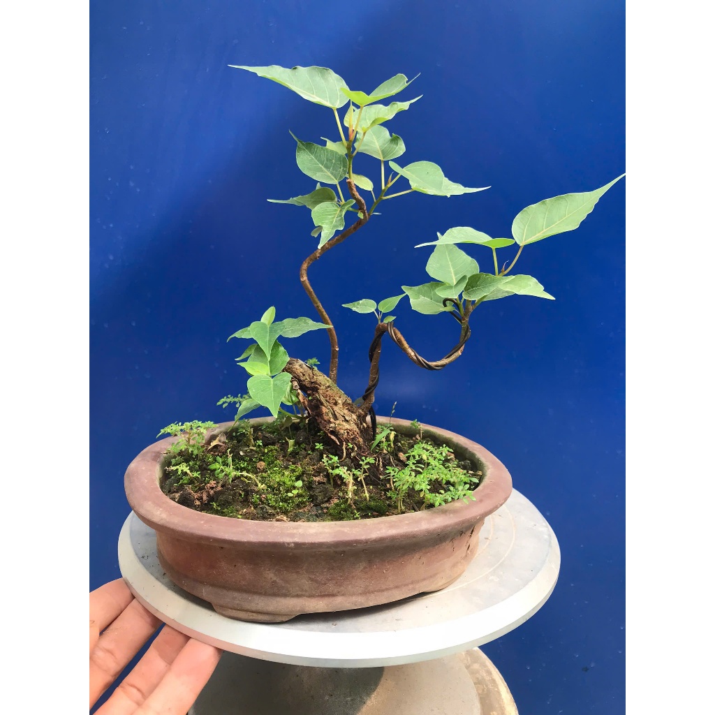 bồ đề bonsai gôc bự trang trí vườn