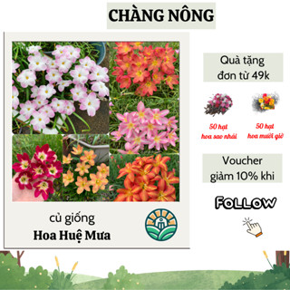Củ giống hoa huệ mưa nhiều màu (10 củ) - hoa đẹp, dễ trồng, ít chăm sóc, trồng quanh năm