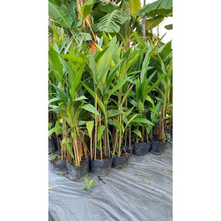 Cây Mỏ Két lá xanh (nguyên bụi, màu hoa ngẫu nhiên)