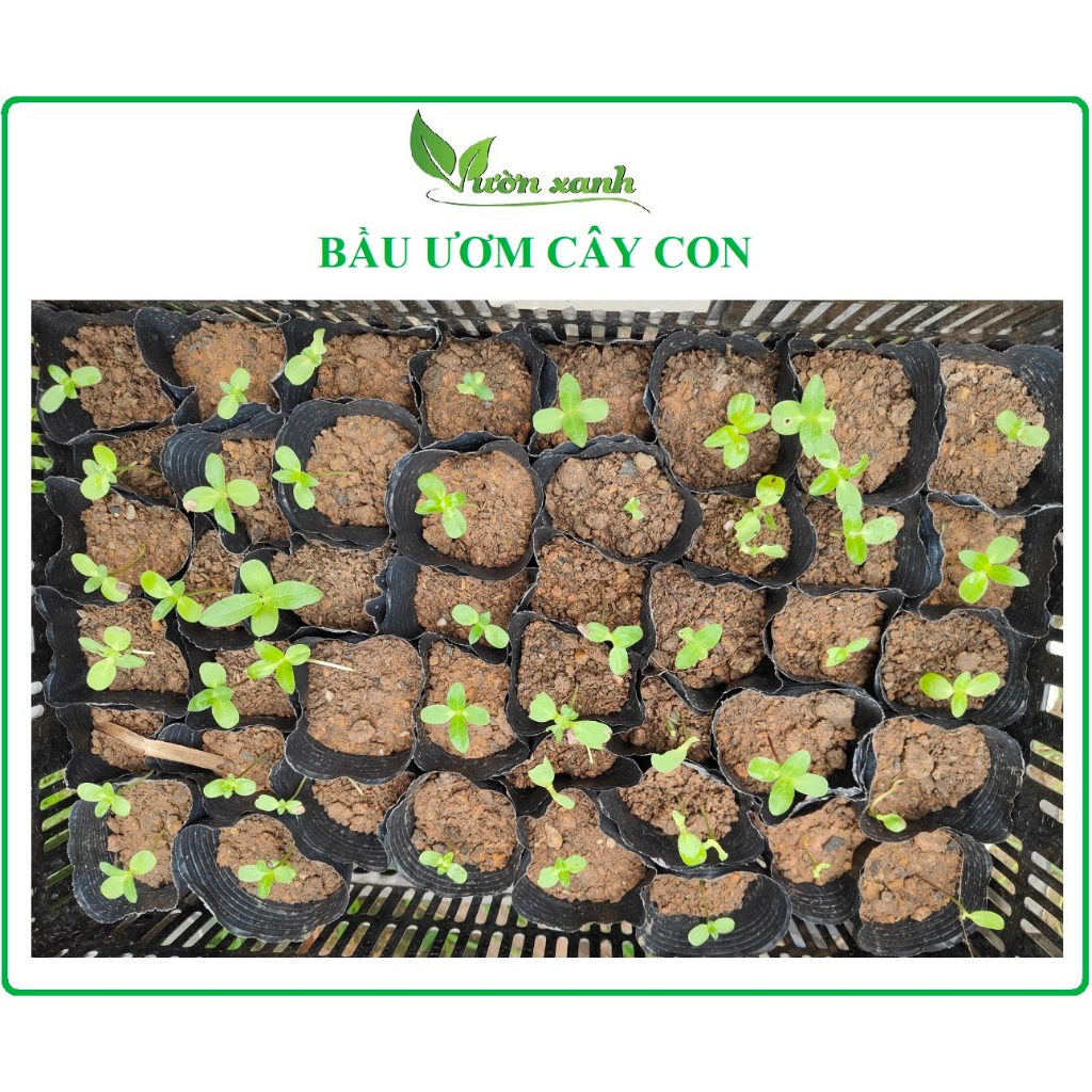 Set 10chiếc- cỡ nhỏ- bầu ươm cây cỡ nhỏ, ươm cây con, sang bầu, giâm cành