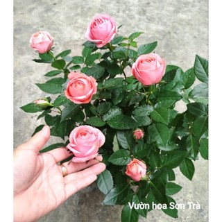 (VHST giao trong ngày) CÂY HOA HỒNG HÀ LAN màu hồng cánh lụa (màu theo đợt).