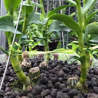 Phân Dê Đã Qua Xử Lí - Gói 1kg