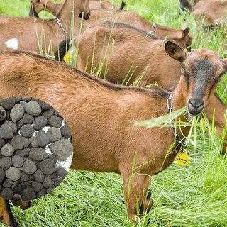 Phân Dê Đã Qua Xử Lí - Gói 1kg