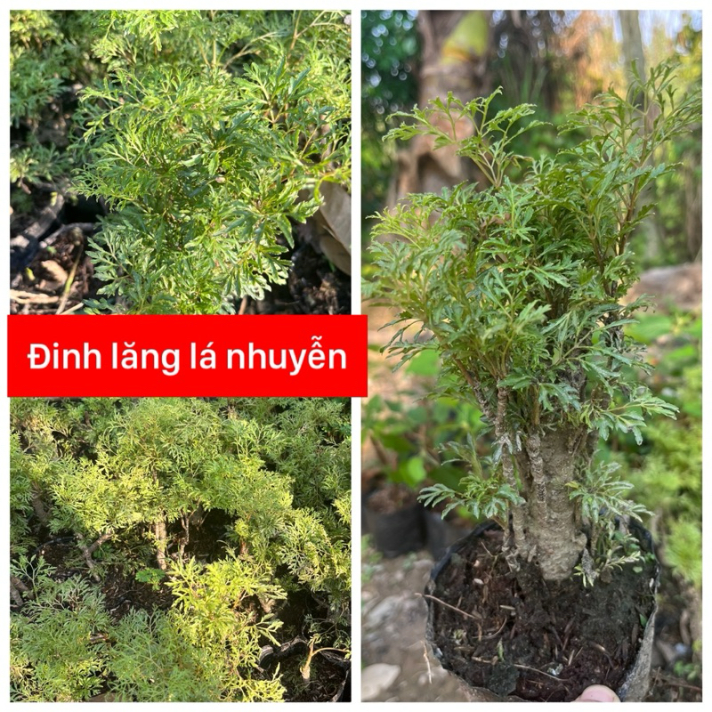 CÂY ĐINH LĂNG LÁ NHUYỄN