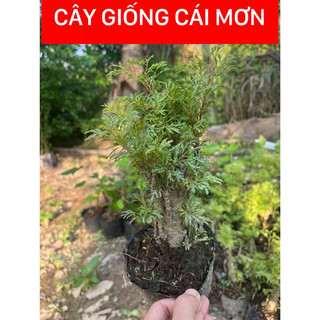 CÂY ĐINH LĂNG LÁ NHUYỄN
