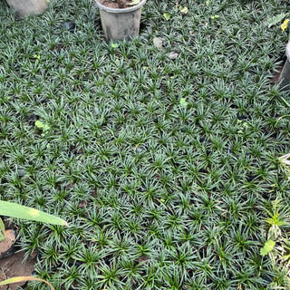 Cây CỎ MỸ (cỏ gấu, cỏ la hán) bụi mini 10cm [sp13]