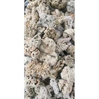 (1kg) Đá San Hô Tự Nhiên Làm Layout Cho Bể Cá Cảnh.