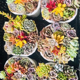 Sen đá Mini (sen vỉ 3-5cm) - Greenlife