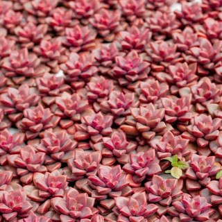 Sen đá Mini (sen vỉ 3-5cm) - Greenlife