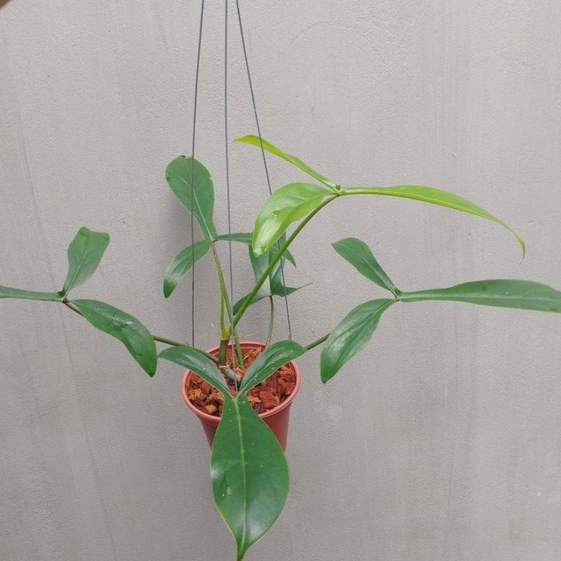 Chậu cây Philodendron 69689 (69686)